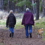 is walking a good exercise for lower back pain